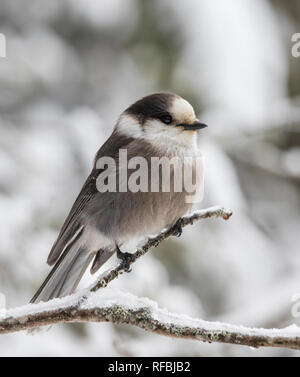 Grau Jay (Perisoreus canadensis) im Winter Stockfoto