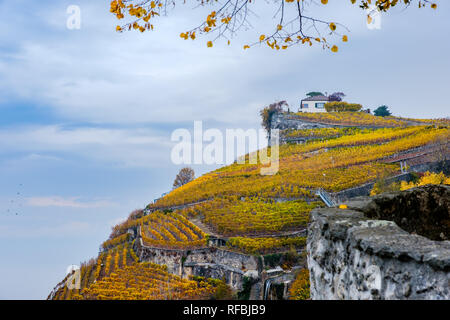 Die Lavaux Weinberge im Herbst Farbe. Stockfoto