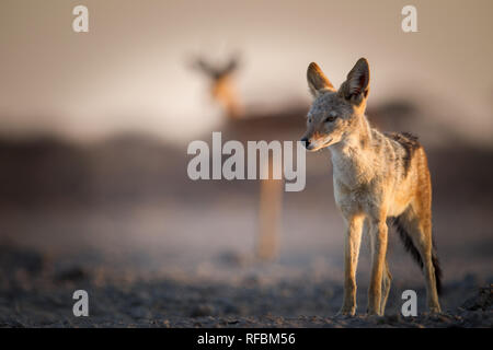 Onguma Game Reserve ist eine Private Reserve auf der östlichen Grenze des Etosha National Park, bietet einen atemberaubenden trockenen Landschaften und ausgezeichnete Wildlife Stockfoto