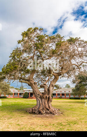 Eine riesige alte LIve Oak Tree in Park von Pavillon am St Simons Island Stockfoto