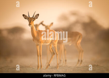 Onguma Game Reserve ist eine Private Reserve auf der östlichen Grenze des Etosha National Park, bietet einen atemberaubenden trockenen Landschaften und ausgezeichnete Wildlife Stockfoto