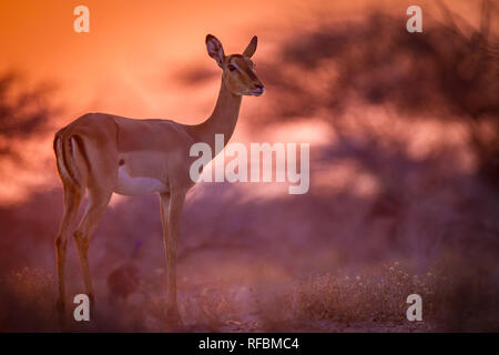 Onguma Game Reserve ist eine Private Reserve auf der östlichen Grenze des Etosha National Park, bietet einen atemberaubenden trockenen Landschaften und ausgezeichnete Wildlife Stockfoto