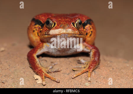 Tomatenfrosch Stockfoto