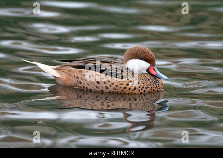 Geater Weiß ist Pintail - Anas bahamensis bahamensis von den Bahamas Stockfoto
