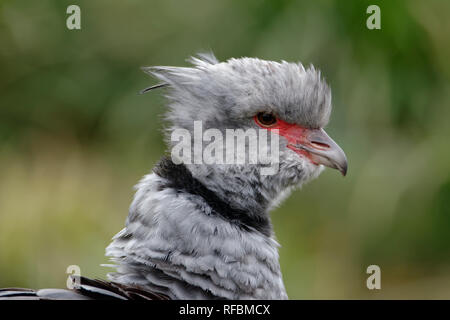 Crested oder südlichen Screamer - Chauna torquata aus Südamerika Stockfoto