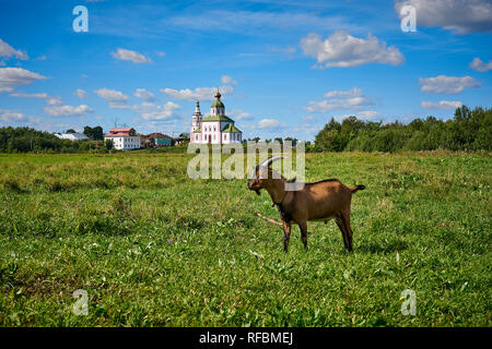 Kirche des Propheten Elias, Elias Kirche, Ziegen und Natur. Landschaftsaufnahme wurde im August im Sommer, Susdal, Goldener Ring um Moskau, Russland aufgenommen. Stockfoto