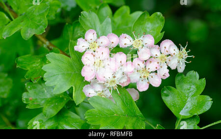 Rosa kann oder Weißdorn Blume - Rosa Moschata Stockfoto