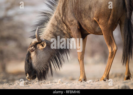 Onguma Game Reserve ist eine Private Reserve auf der östlichen Grenze des Etosha National Park, bietet einen atemberaubenden trockenen Landschaften und ausgezeichnete Wildlife Stockfoto