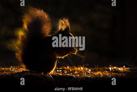 England, County Durham, North Pennines. Eine junge gefährdete Rote Eichhörnchen suchen nach Essen auf einem Teppich der herbstlichen gefallene Kiefernadeln von t Silhouette Stockfoto