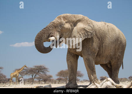 Onguma Game Reserve ist eine Private Reserve auf der östlichen Grenze des Etosha National Park, bietet einen atemberaubenden trockenen Landschaften und ausgezeichnete Wildlife Stockfoto