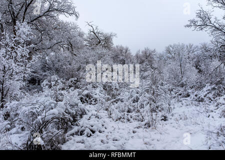 Winter auf der Corrales, New Mexico bosque (River Forest), auf der Suche nach Osten in Richtung Sandia Mountains Stockfoto