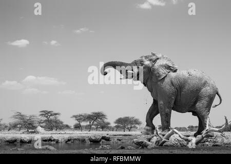 Onguma Game Reserve ist eine Private Reserve auf der östlichen Grenze des Etosha National Park, bietet einen atemberaubenden trockenen Landschaften und ausgezeichnete Wildlife Stockfoto