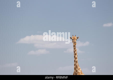 Onguma Game Reserve ist eine Private Reserve auf der östlichen Grenze des Etosha National Park, bietet einen atemberaubenden trockenen Landschaften und ausgezeichnete Wildlife Stockfoto