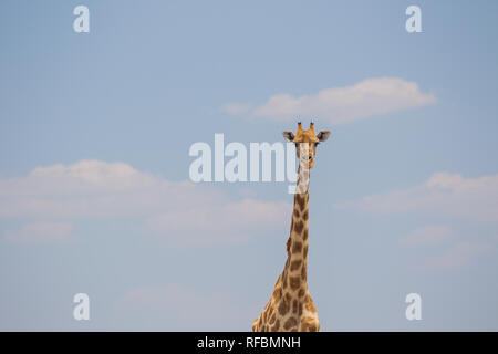 Onguma Game Reserve ist eine Private Reserve auf der östlichen Grenze des Etosha National Park, bietet einen atemberaubenden trockenen Landschaften und ausgezeichnete Wildlife Stockfoto