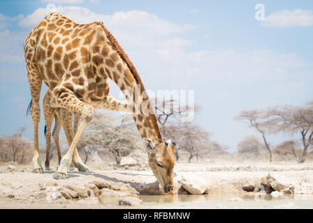 Onguma Game Reserve ist eine Private Reserve auf der östlichen Grenze des Etosha National Park, bietet einen atemberaubenden trockenen Landschaften und ausgezeichnete Wildlife Stockfoto