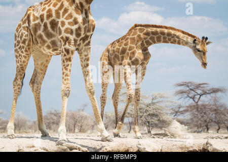 Onguma Game Reserve ist eine Private Reserve auf der östlichen Grenze des Etosha National Park, bietet einen atemberaubenden trockenen Landschaften und ausgezeichnete Wildlife Stockfoto