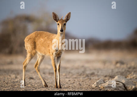 Onguma Game Reserve ist eine Private Reserve auf der östlichen Grenze des Etosha National Park, bietet einen atemberaubenden trockenen Landschaften und ausgezeichnete Wildlife Stockfoto