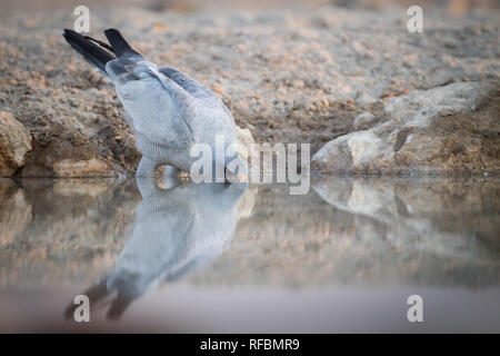 Onguma Game Reserve ist eine Private Reserve auf der östlichen Grenze des Etosha National Park, bietet einen atemberaubenden trockenen Landschaften und ausgezeichnete Wildlife Stockfoto