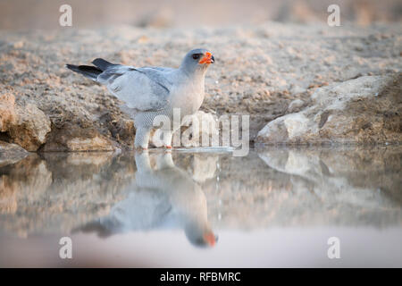 Onguma Game Reserve ist eine Private Reserve auf der östlichen Grenze des Etosha National Park, bietet einen atemberaubenden trockenen Landschaften und ausgezeichnete Wildlife Stockfoto