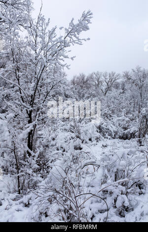 Winter auf der Corrales, New Mexico bosque (Fluss Wald) Stockfoto