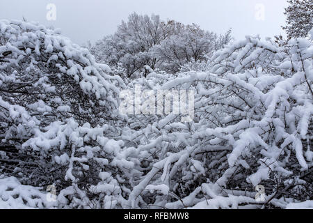 Winter auf der Corrales, New Mexico bosque (Fluss Wald) Stockfoto