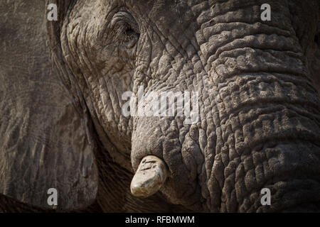 Onguma Game Reserve ist eine Private Reserve auf der östlichen Grenze des Etosha National Park, bietet einen atemberaubenden trockenen Landschaften und ausgezeichnete Wildlife Stockfoto