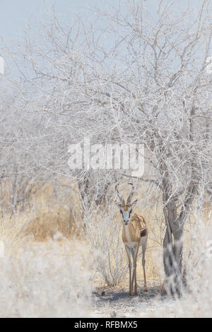 Etosha National Park, Caprivi, Namibia ist eine berühmte Safari Destination mit einer herrlichen trockenen Landschaften und wilde Tiere beobachten. Stockfoto