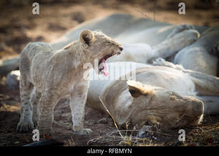 Ongava Game Reserve an der südlichen Grenze des Etosha National Park, Kunene Region, Namibia, ist ein beliebtes Ziel für Tierbeobachtungen auf Safari. Stockfoto