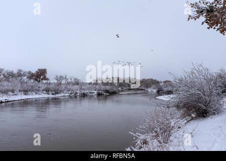 Winter auf der Corrales, New Mexico bosque (River Forest), auf der Suche nach Osten in Richtung Sandia Mountains Stockfoto