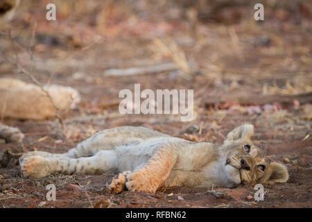 Ongava Game Reserve an der südlichen Grenze des Etosha National Park, Kunene Region, Namibia, ist ein beliebtes Ziel für Tierbeobachtungen auf Safari. Stockfoto