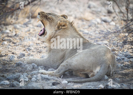 Etosha National Park, Caprivi, Namibia ist eine berühmte Safari Destination mit einer herrlichen trockenen Landschaften und wilde Tiere beobachten. Stockfoto