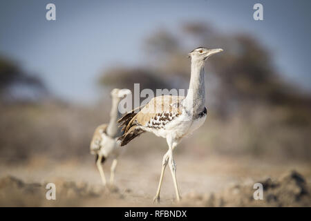 Onguma Game Reserve ist eine Private Reserve auf der östlichen Grenze des Etosha National Park, bietet einen atemberaubenden trockenen Landschaften und ausgezeichnete Wildlife Stockfoto