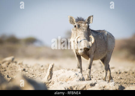 Onguma Game Reserve ist eine Private Reserve auf der östlichen Grenze des Etosha National Park, bietet einen atemberaubenden trockenen Landschaften und ausgezeichnete Wildlife Stockfoto