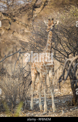 Onguma Game Reserve ist eine Private Reserve auf der östlichen Grenze des Etosha National Park, bietet einen atemberaubenden trockenen Landschaften und ausgezeichnete Wildlife Stockfoto