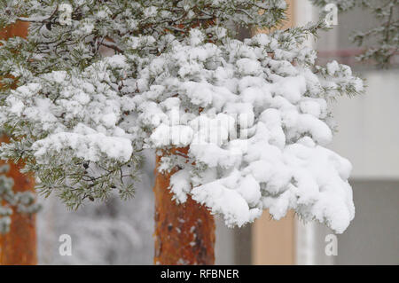 Zweigniederlassung einer Kiefer bedeckt mit einer Menge weißer Schnee. Stockfoto
