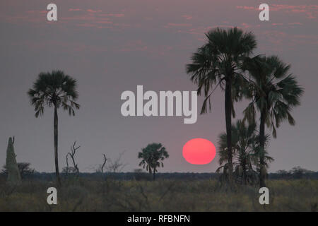 Onguma Game Reserve ist eine Private Reserve auf der östlichen Grenze des Etosha National Park, bietet einen atemberaubenden trockenen Landschaften und ausgezeichnete Wildlife Stockfoto