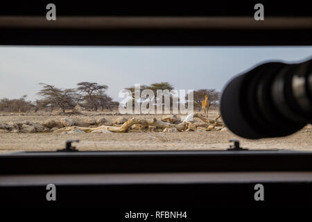 Onguma Game Reserve ist eine Private Reserve auf der östlichen Grenze des Etosha National Park, bietet einen atemberaubenden trockenen Landschaften und ausgezeichnete Wildlife Stockfoto