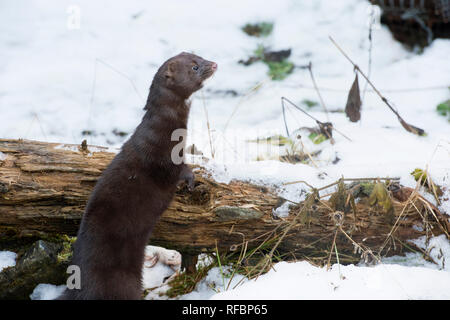 Captive Amerikanischer Nerz (Neovison Vision-fitness) im Winter in der Nähe von haines Alaska Stockfoto