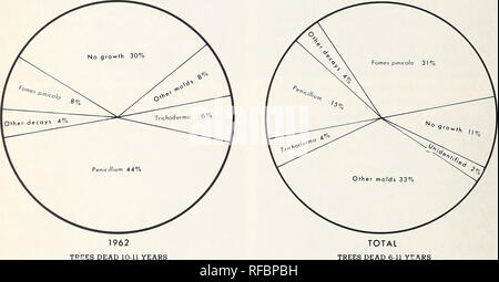 . Die Verschlechterung der Käfer getötet Douglas-fir In westlichen Oregon und Washington. . Abbildung 11. Pilzbefall und Holz - bewohnen, Schimmel und Flecken von Käfer isoliert - getötet Douglas-fir. 16. Bitte beachten Sie, dass diese Bilder sind von der gescannten Seite Bilder, die digital für die Lesbarkeit verbessert haben mögen - Färbung und Aussehen dieser Abbildungen können nicht perfekt dem Original ähneln. extrahiert. Wright, Kenneth H; Harvey, G. M. (George Mather), 1922. Portland, OR. : Pacific Northwest Wald und Experiment Station, Forest Service, US, Abt. Landwirtschaft Stockfoto