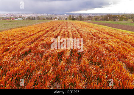 Close-up hell rot frische Hintergrund von Pflanzen Sprossen wachsen in Feld auf hellen, sonnigen Sommer oder Frühling. Natur, Landwirtschaft, Ernte und Landwirtschaft Stockfoto