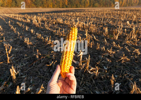 Liegen in der Hand gelb Ohr von Mais in einem landwirtschaftlichen Gebiet nach der Ernte Stockfoto