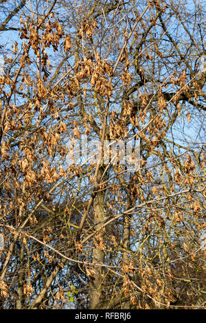 Dry orange Samen von Maple hängen die Zweige eines Baumes nach dem Laub fällt im Herbst Laub ist, Nahaufnahme in die Herbstsaison, Sonnig Stockfoto