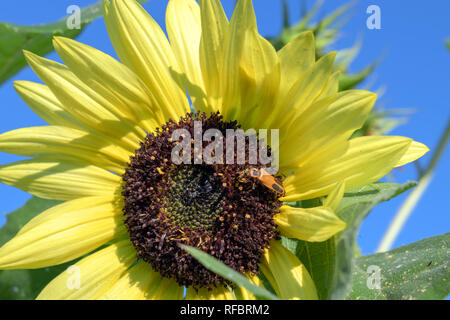 Blumen und Insekten gehen Hand in Hand. Eine schöne Fette gelbe Sonnenblumen ist Gastgeber für eine Lightning bug. Bokeh Hintergrund. Stockfoto