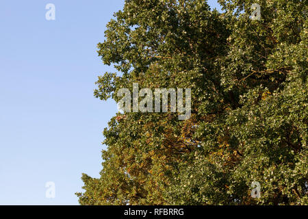 Eiche im Spätsommer oder Anfang Herbst, Eiche grüne Laub und einige gelbe Blätter. Stockfoto