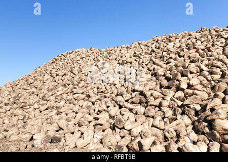 Ein Haufen von süßen Zuckerrüben gegen den blauen Himmel, die Ernte im Herbst, natürliche unverarbeitete Nahrungsmittel Stockfoto