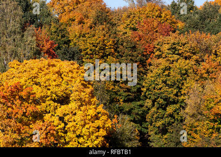 Mischwald mit bunten Bäume beleuchtet Sonnenlicht, im Herbst im September an den Anfang eines grossen Blattes fallen Stockfoto