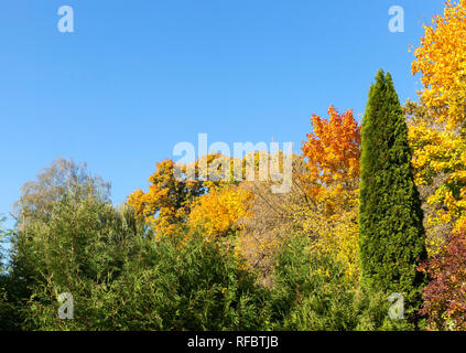 Verschiedenfarbige rot gelb grün Laubbäume wachsen zusammen mit grünen Nadelbäumen im Herbst Jahreszeit, eine schöne Landschaft gemischt Stockfoto