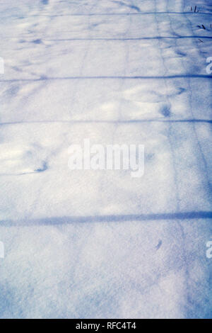 Stacheldraht zaun wirft Schatten auf Neuschnee; Vandaveer Ranch; Salida, Colorado, USA Stockfoto
