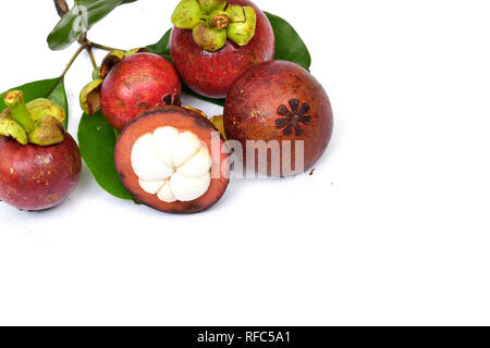 Mangosteen ist eine mehrjährige Grüner Baum aus den Tropen, der geglaubt wird, von der Malaiischen Halbinsel zu stammen und zu den Schären ausbreiten. Stockfoto