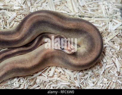 Große braune Python zusammengerollt in einem Fall Stockfoto